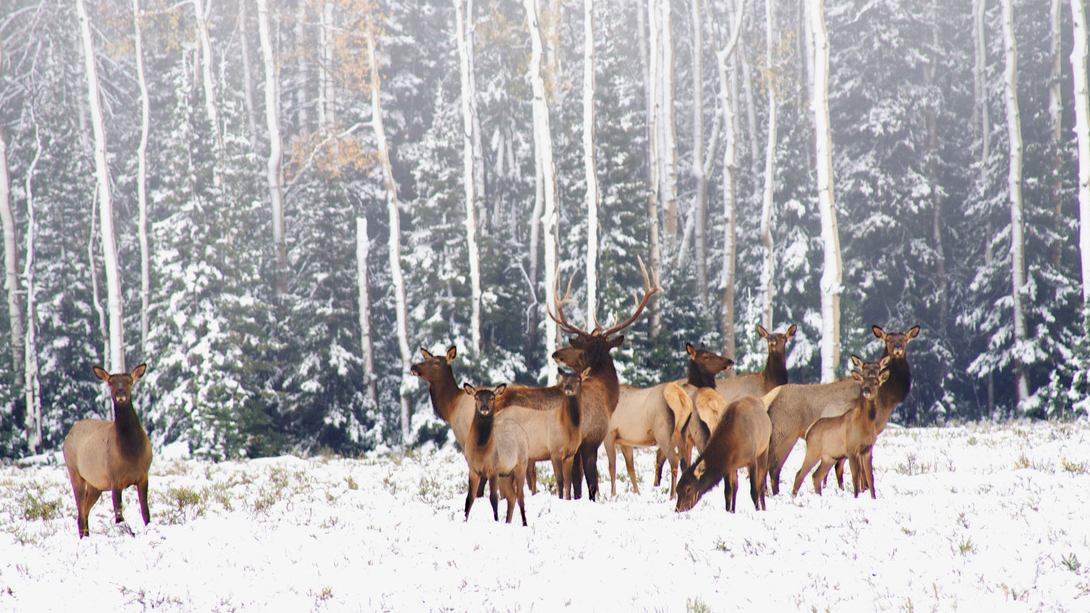 Snow makes life difficult for deer