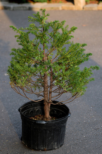 Japanese yew. Photo © Sage Ross / Flickr through a Creative Commons license