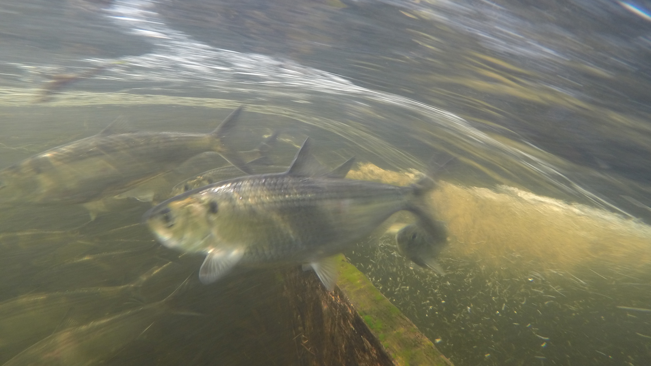 Blueback herring surmounting a weir in the Moulson Pond Fishway, Eightmile River, Lyme, CT. Courtesy of Connecticut Department of Energy and Environmental Protection