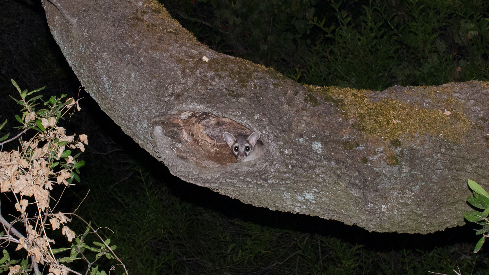 This ringtail has found a good den spot in a tree. Photo © Daniel Neal, CC BY 2.0