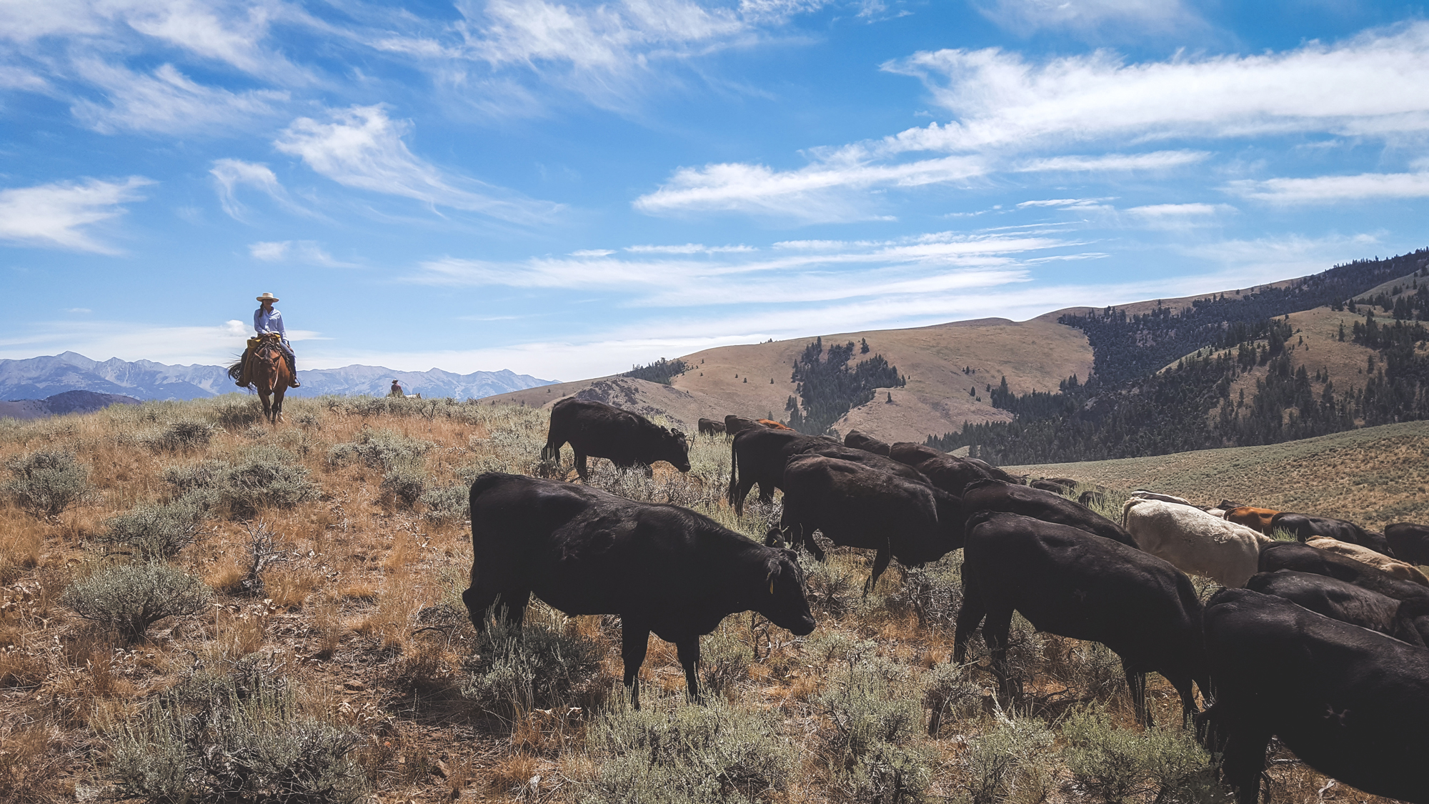Linnaea riding herd on Robin; Ethan in background. Big Hat Ridge; Lemhi Range in the Background. Photo © Melanie Elzinga