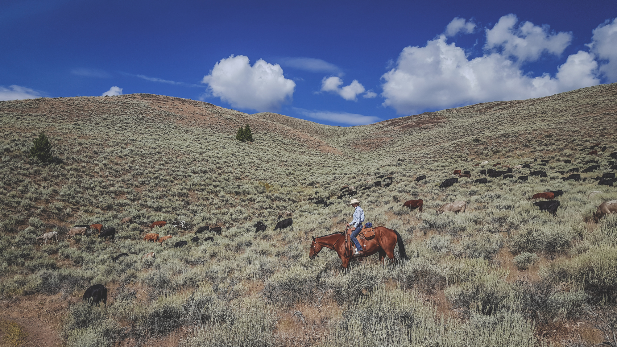 Linnaea riding herd in Iron Mountain Basin. The team found abundantly dense ground cover of native grasses in the sagebrush understory on these northeast slopes that capture a large amount of winter snow. Photo © Melanie Elzinga