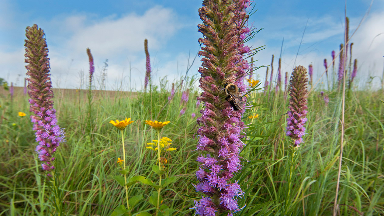 A bumblebee rests on tall gayfeather (Liatris lancifolia) in restored tallgrass prairie. Audubon’s Spring Creek Prairie near Lincoln Nebraska. Photo © The Nature Conservancy (Chris Helzer)