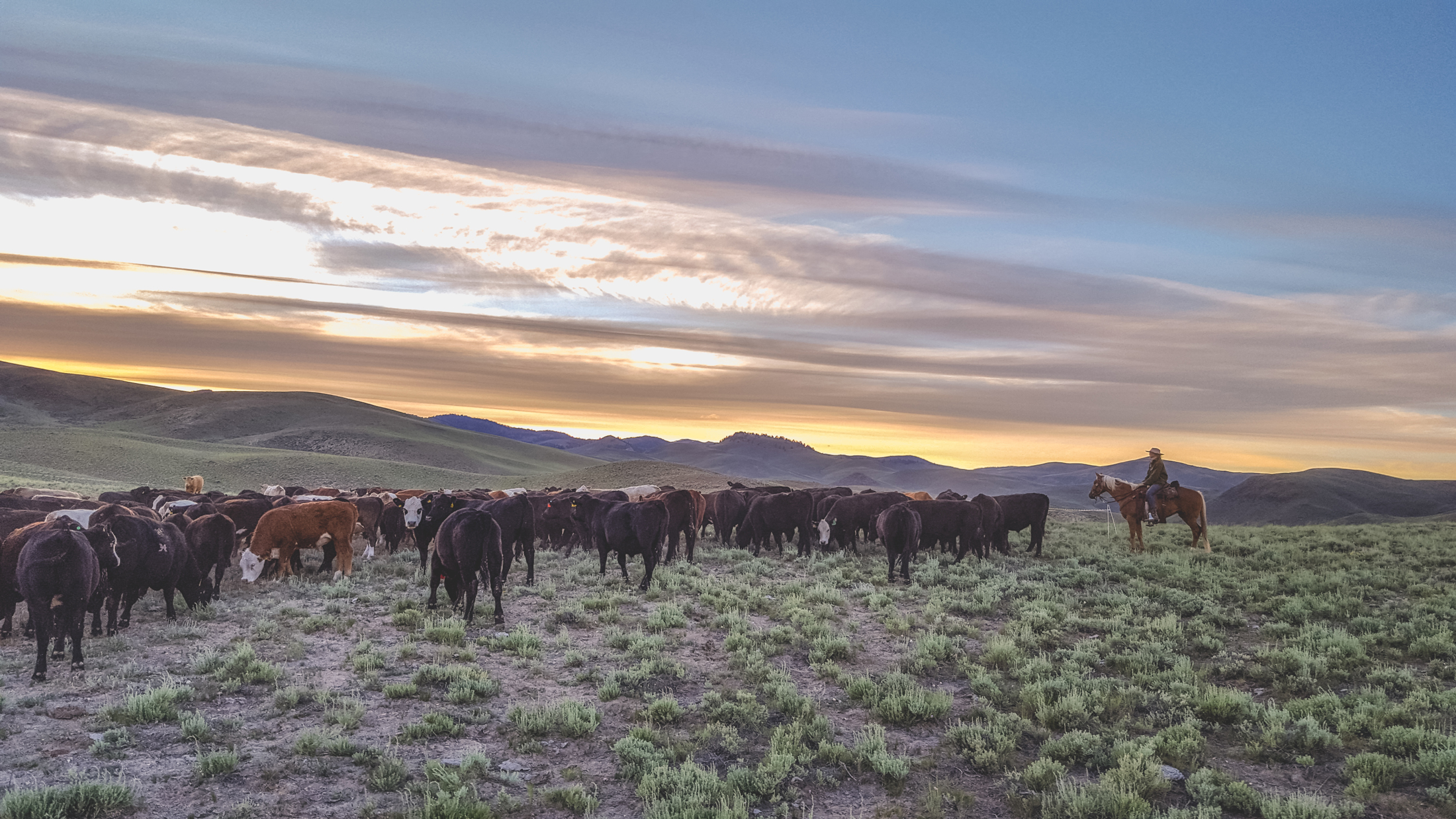 Abby holds point on Ruby as she settles the herd into their night ground. Photo © Melanie Elzinga