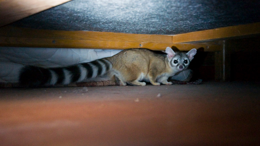 Ringtail at Phantom Ranch, Grand Canyon National Park, Arizona. Photo © Pixelfugue (Own work) CC BY 3.0, via Wikimedia Commons