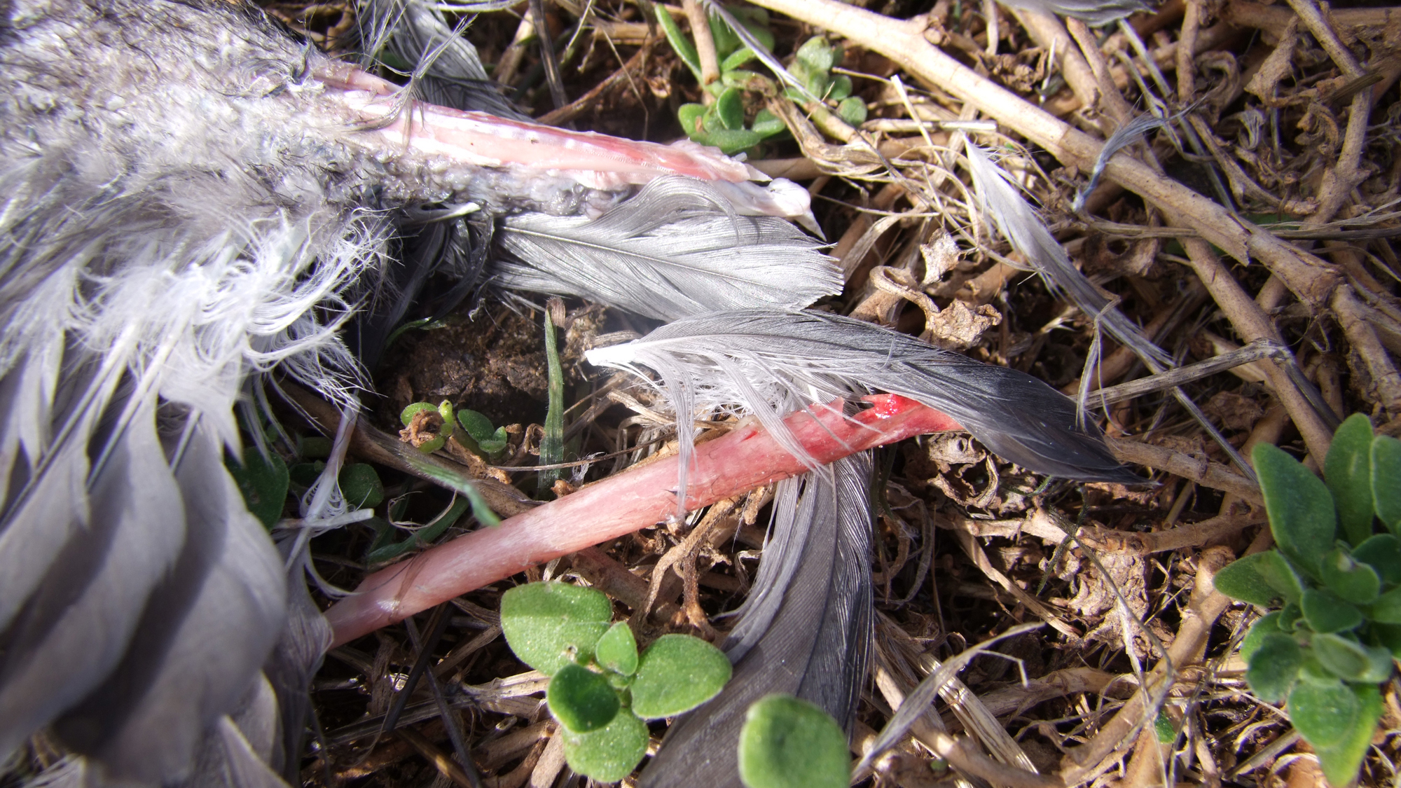 Short-tailed shearwater wing after swamp wallaby was disturbed. Bite marks and fresh marrow are evident on at least two bones. Photo © James Fitzsimons