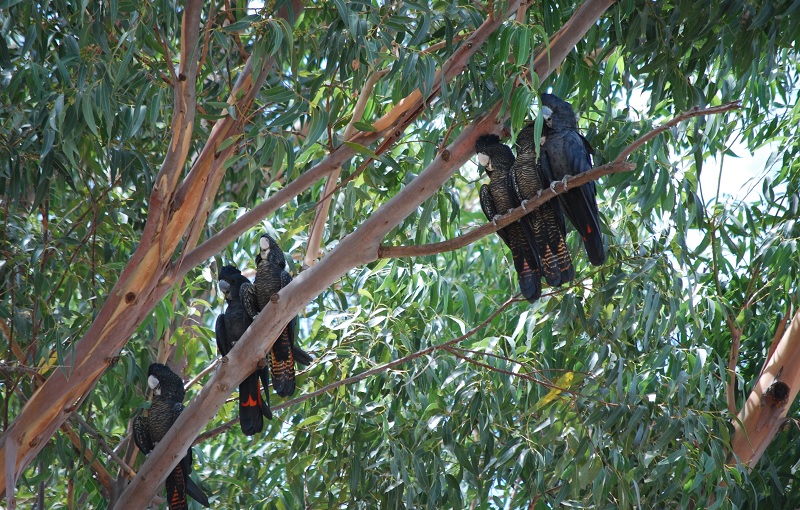 Forest Red-Tailed Black Cockatoos in Western Australia. Photo © Claire English