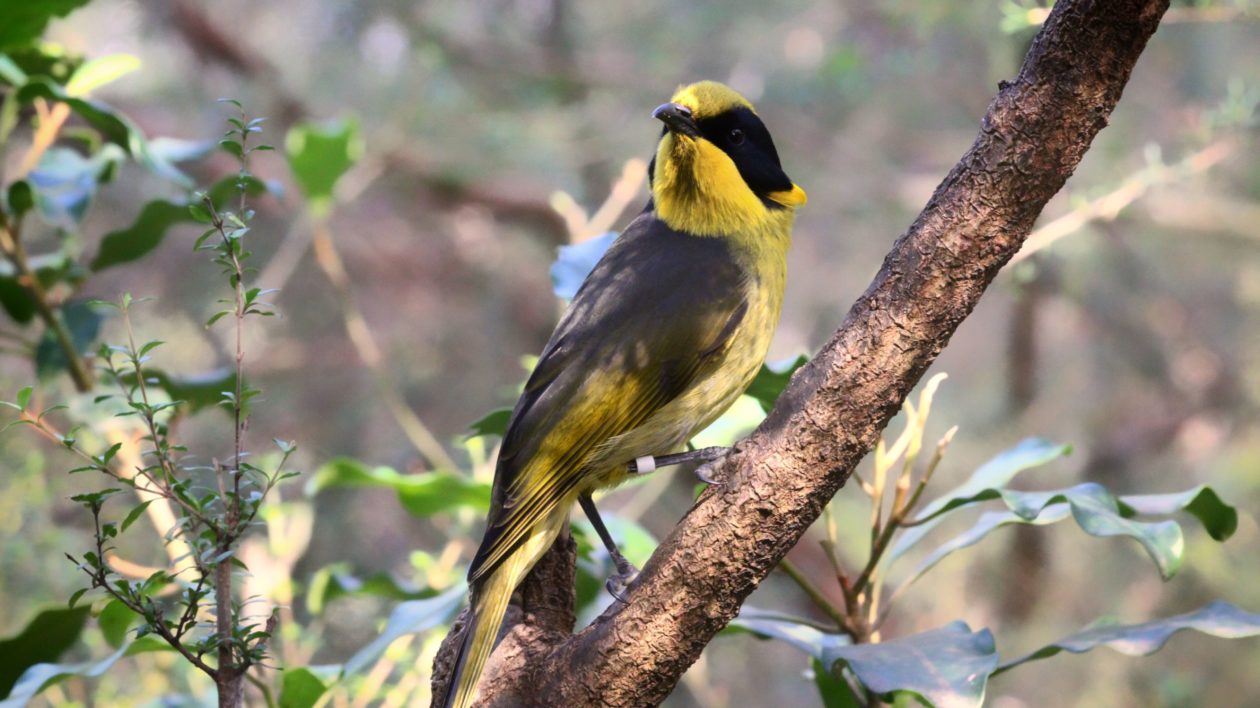 The Helmeted Honeyeater, a subspecies of the Yellow-Tufted Honeyeater and the national bird of Victoria. Photo © Dylan Sanusi-Goh / Wikimedia Commons