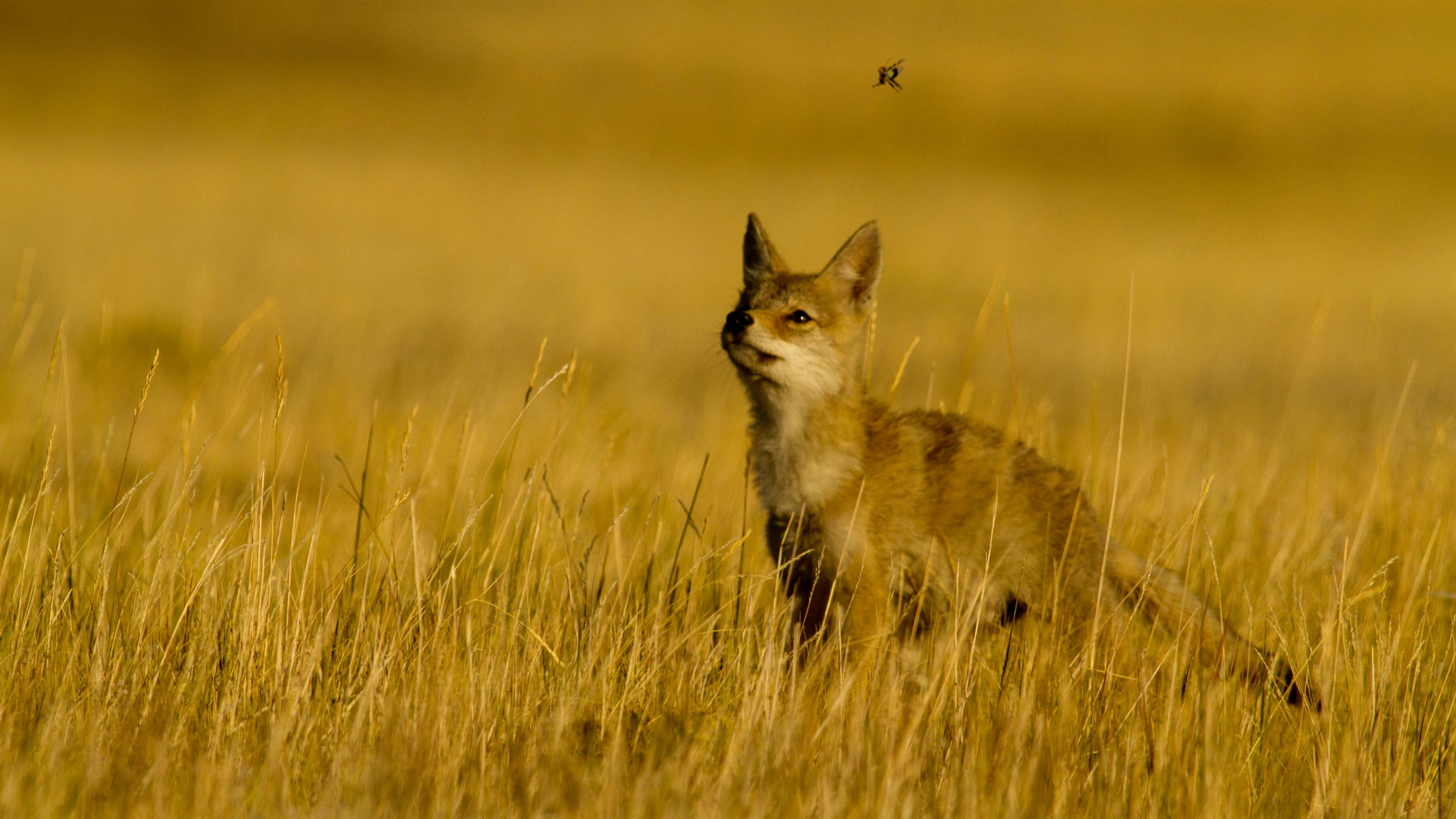 Coyote pup with a spider over its head. Photo © Kenton Rowe