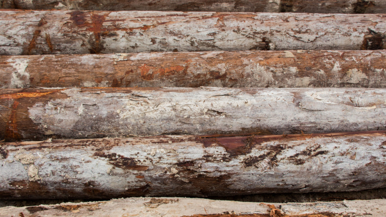 Selectively logged dipterocarp trunks await transport. Photo © The Nature Conservancy (Justine E. Hausheer)