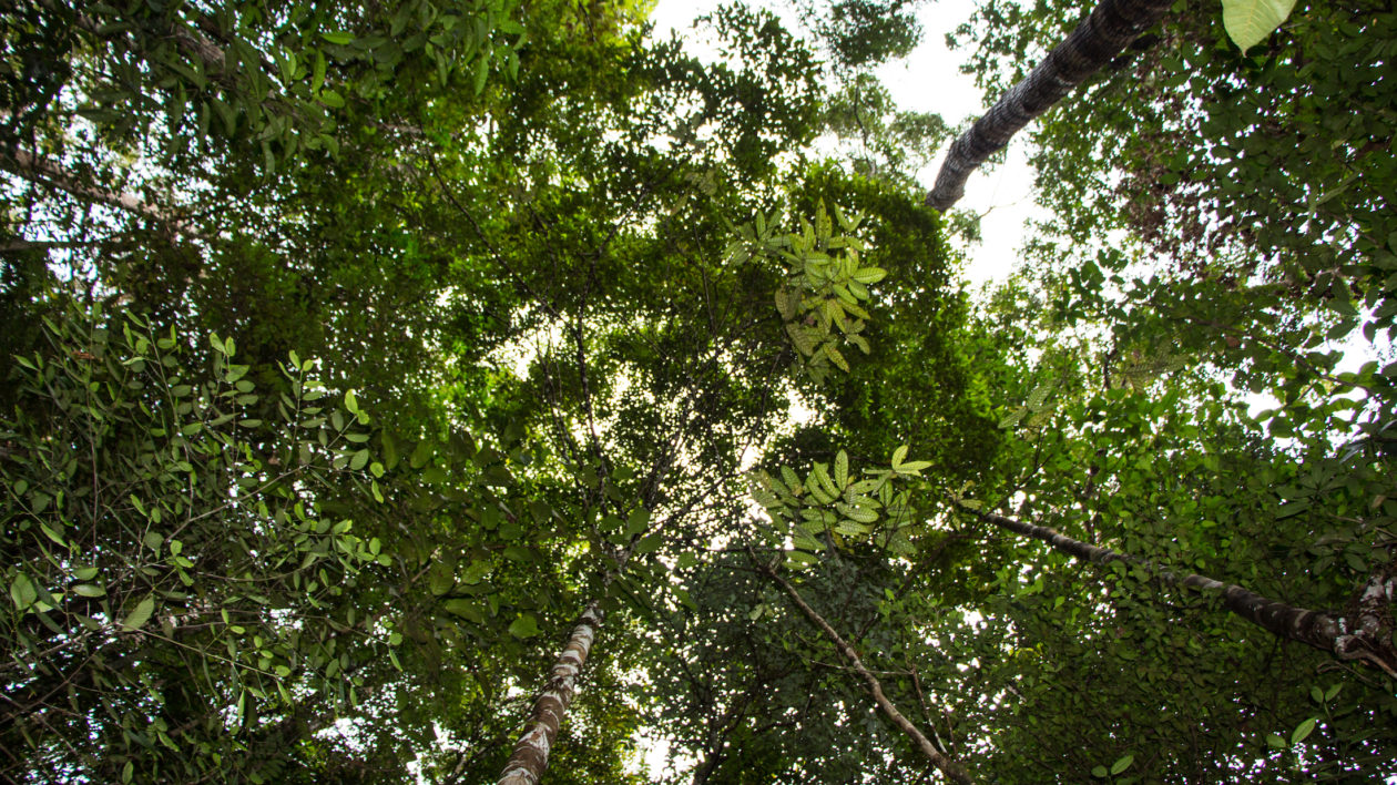 A view of the canopy in a selective logging concession in Berau, Indonesia. Photo © The Nature Conservancy (Justine E. Hausheer)