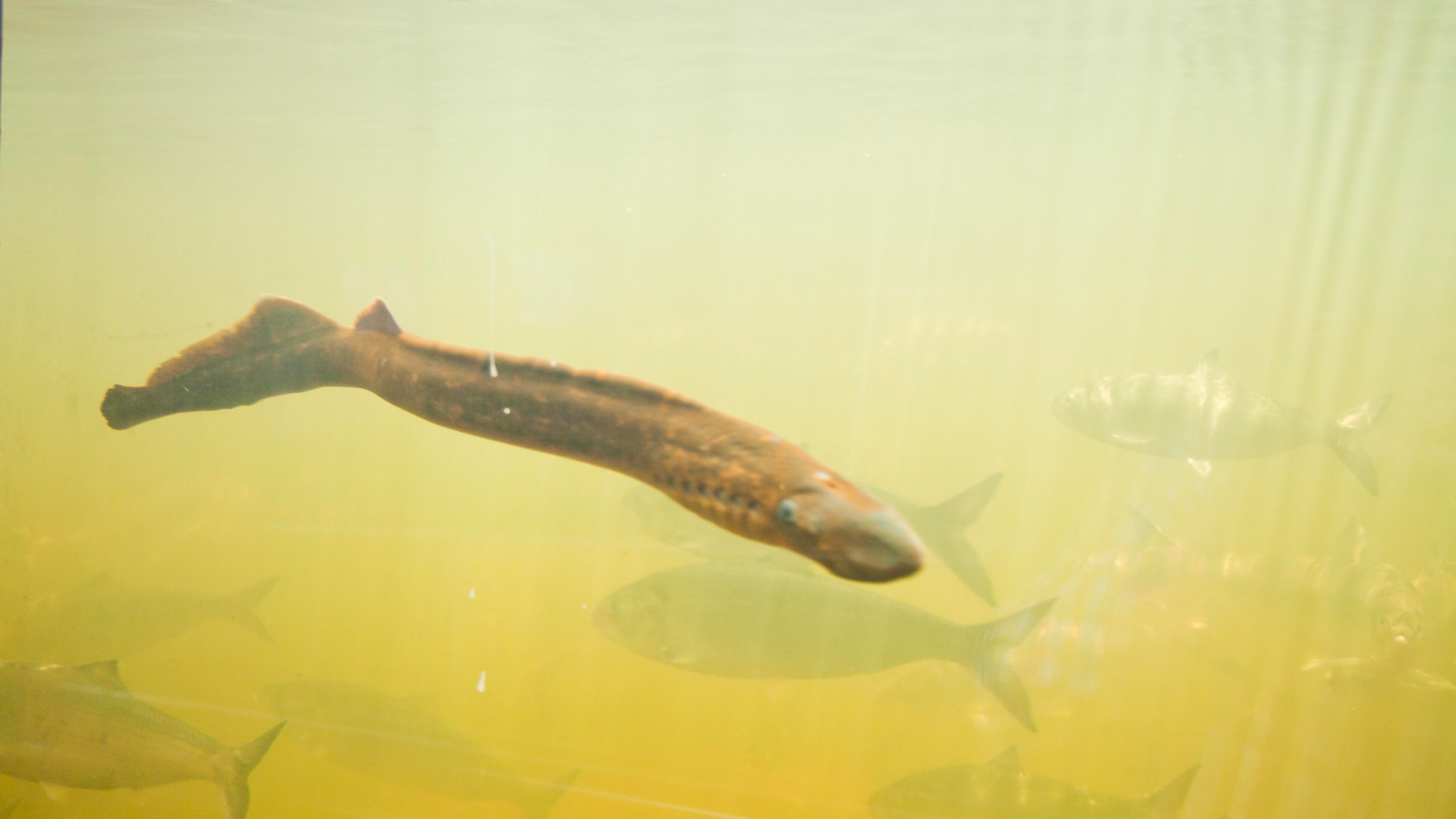 American shad and a sea lamprey pass by the viewing window at the Robert Barrett Fishway, Holyoke, Massachusetts. Photo courtesy of Holyoke Gas & Electric