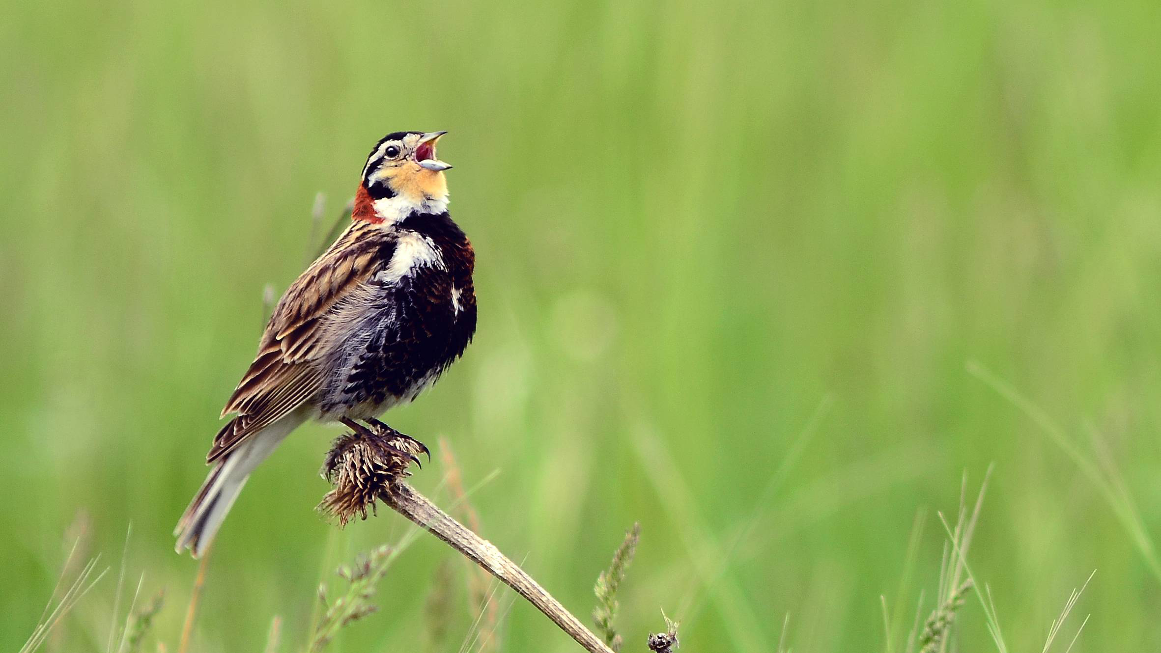 Male chestnut-collared longspur. Photo © Rick Bohn