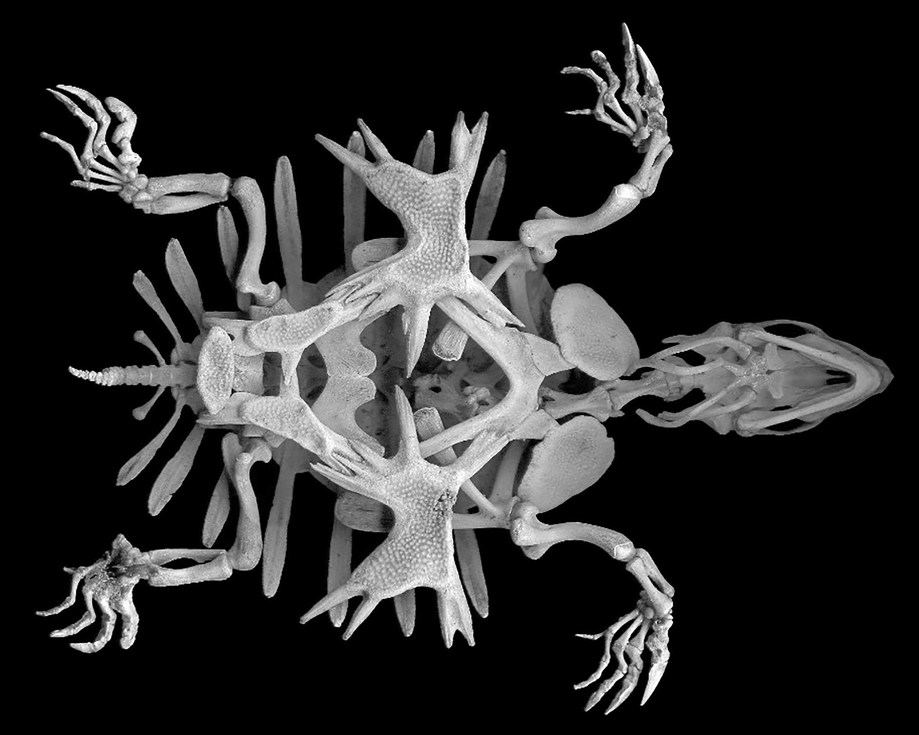 Indian flapshell turtle (Lissemys punctata). Note the greatly reduced shell. As Huskey explains, “This is not uncommon in aquatic turtles, because the struggles of swimming with a top-heavy shell make life too difficult. As such, evolution has selected for an overall reduction in the shell to help with buoyancy and swimming efficiency.”