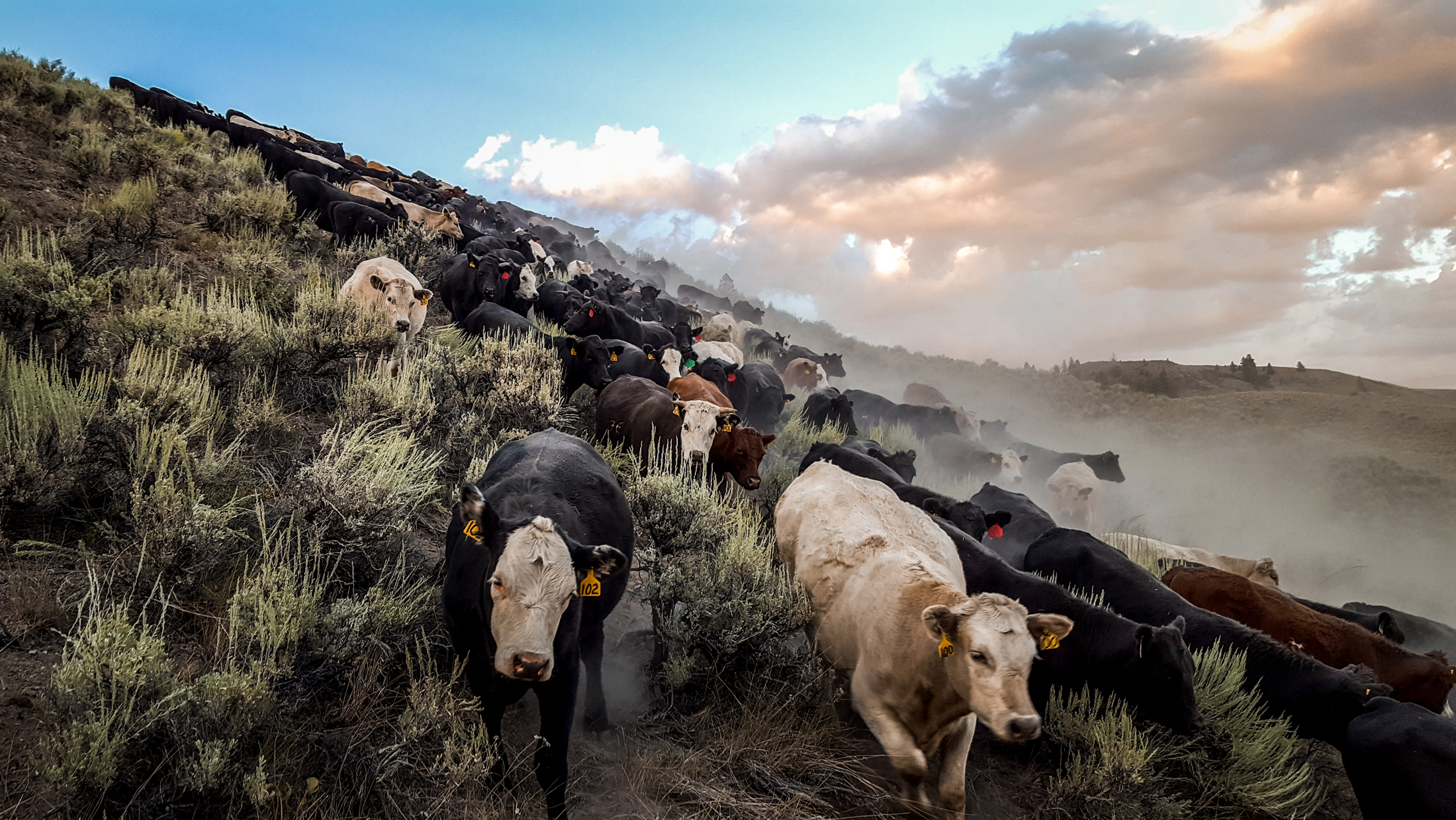 The Alderspring herd works their way down off Prairie Basin to camp Tex. Dust from the abundant volcanic ash throughout the range is common, and it holds the mineral secret to the vigorous native plants that cover the landscape. Photo © Melanie Elzinga