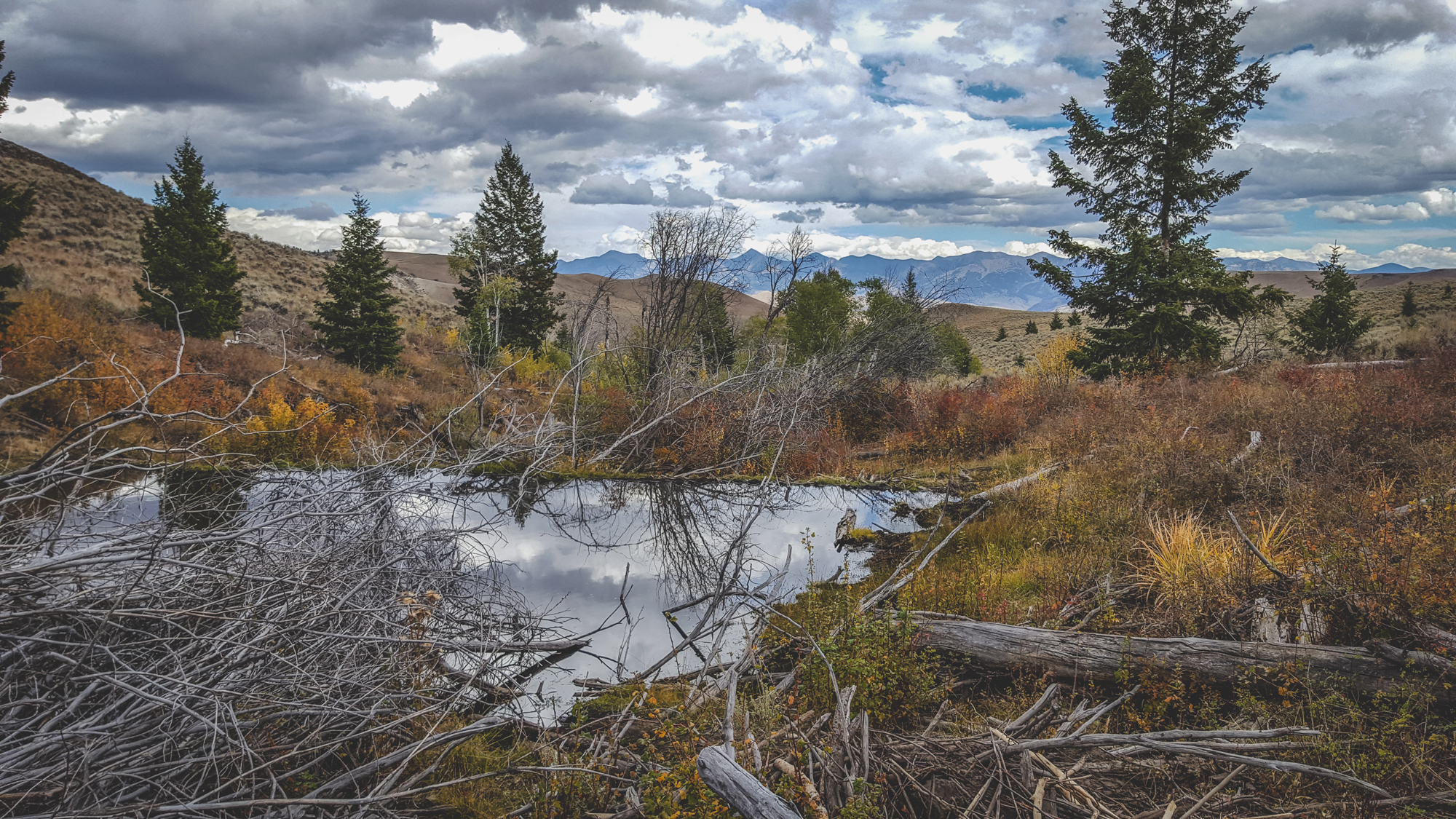 Hundreds of beaver ponds dot the Hat Creek landscape in forests that were prehistorically dominated by quaking aspen forests. Now, most of the forests are gone with little regenerative success. Abundant quaking aspen regeneration, just turning gold in this September photo, can be seen covering much of the ground around the pond and beyond. For the first time in over a hundred years, this creek has been ungrazed for three consecutive seasons, allowing for aspen restoration success. With inherding, planned grazing occurred in the sagebrush uplands within 200 feet of the place where this photo was taken. Photo © Glenn Elzinga