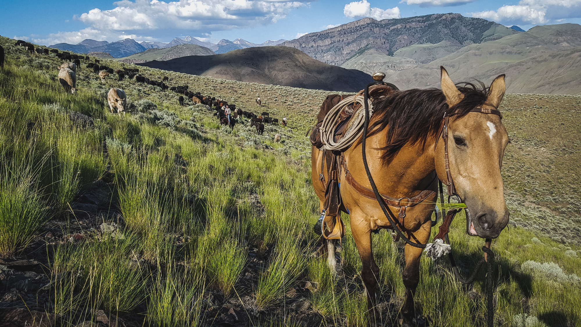 Ginger holds point as the herd forages on the Salmon River Breaks. Lemhi Range in the background. Photo © Glenn Elzinga