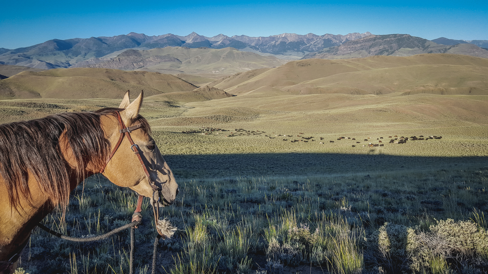 Ginger on point on the Bear Basin ridge. Lemhi Range in the background. Photo © Glenn Elzinga