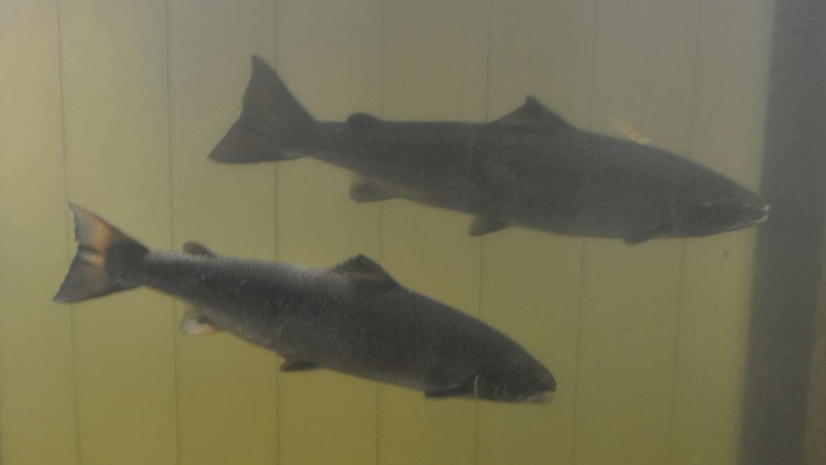 Salmon in window of Wilder fishway on Connecticut River, VT. Photo courtesy of Connecticut Department of Energy and Environmental Protection