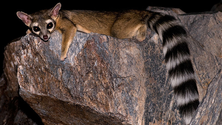 Ringtail in Arizona. Photo © Robertbody CC BY-SA 3.0, via Wikimedia Commons