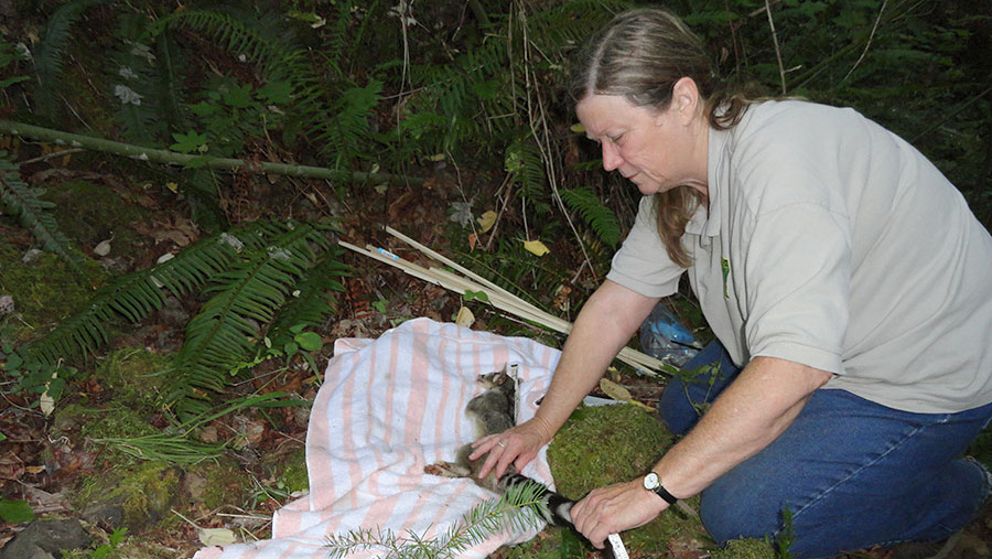 ODFW biologist Rosemary Stussy takes measurements on a ringtail before fitting it with a radio collar. Photo © ODFW