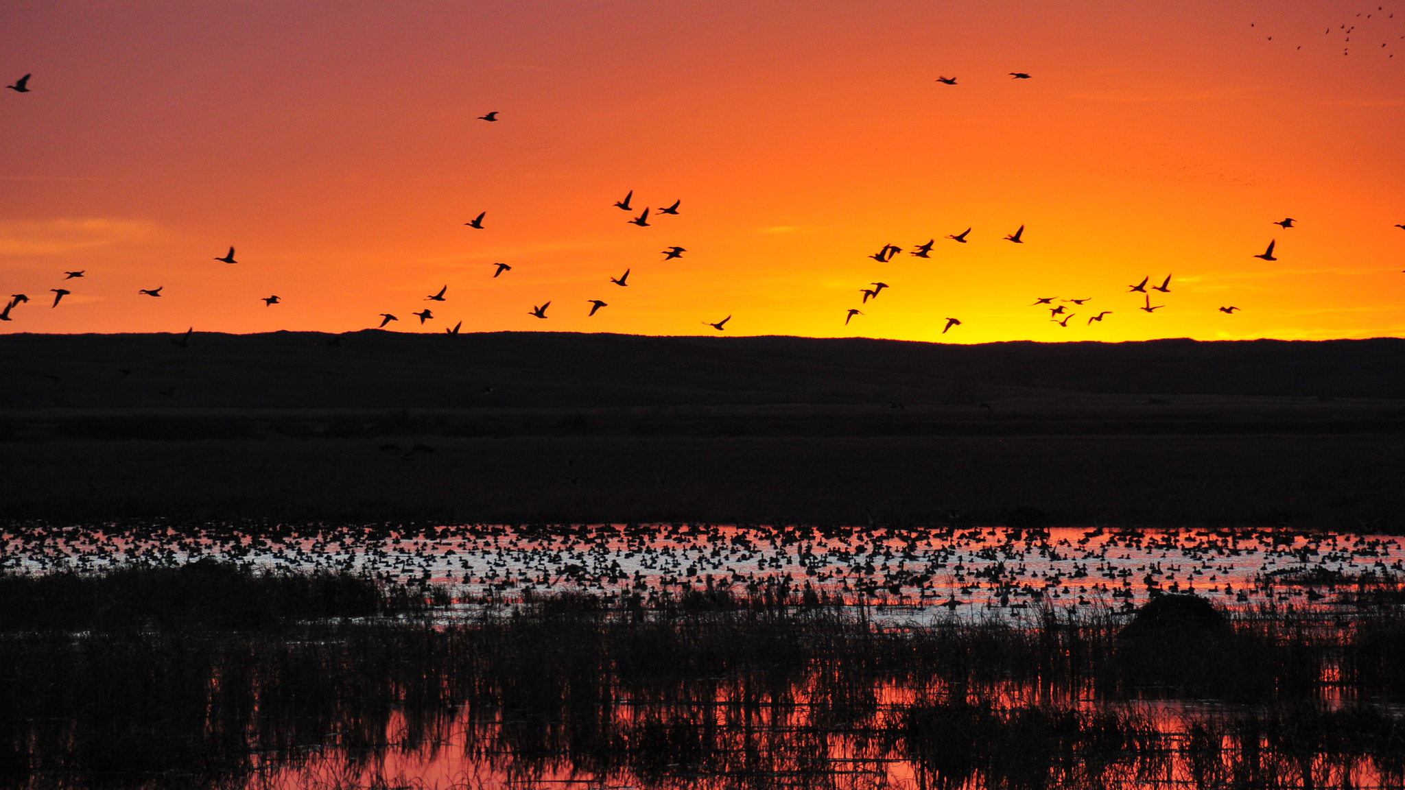 Waterfowl on Lacreek National Wildlife Refuge. Photo © Tom Koerner/USFWS