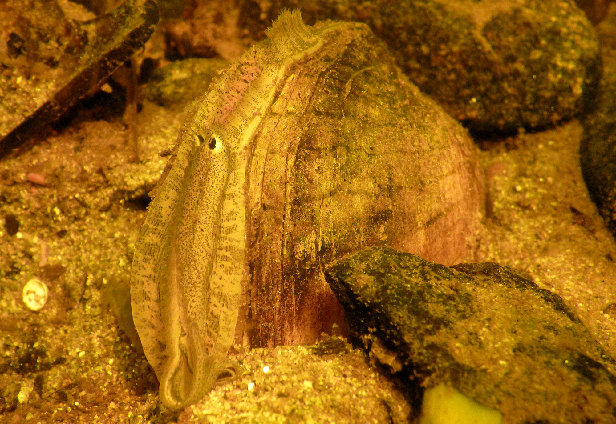 Yellow lampmussel with fish decoy extended. Photo © Ethan Nedeau