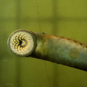 Sea lamprey latched on window at Rainbow Fishway, Farmington River, Windsor, CT. Photo courtesy of Connecticut Department of Energy and Environmental Protection