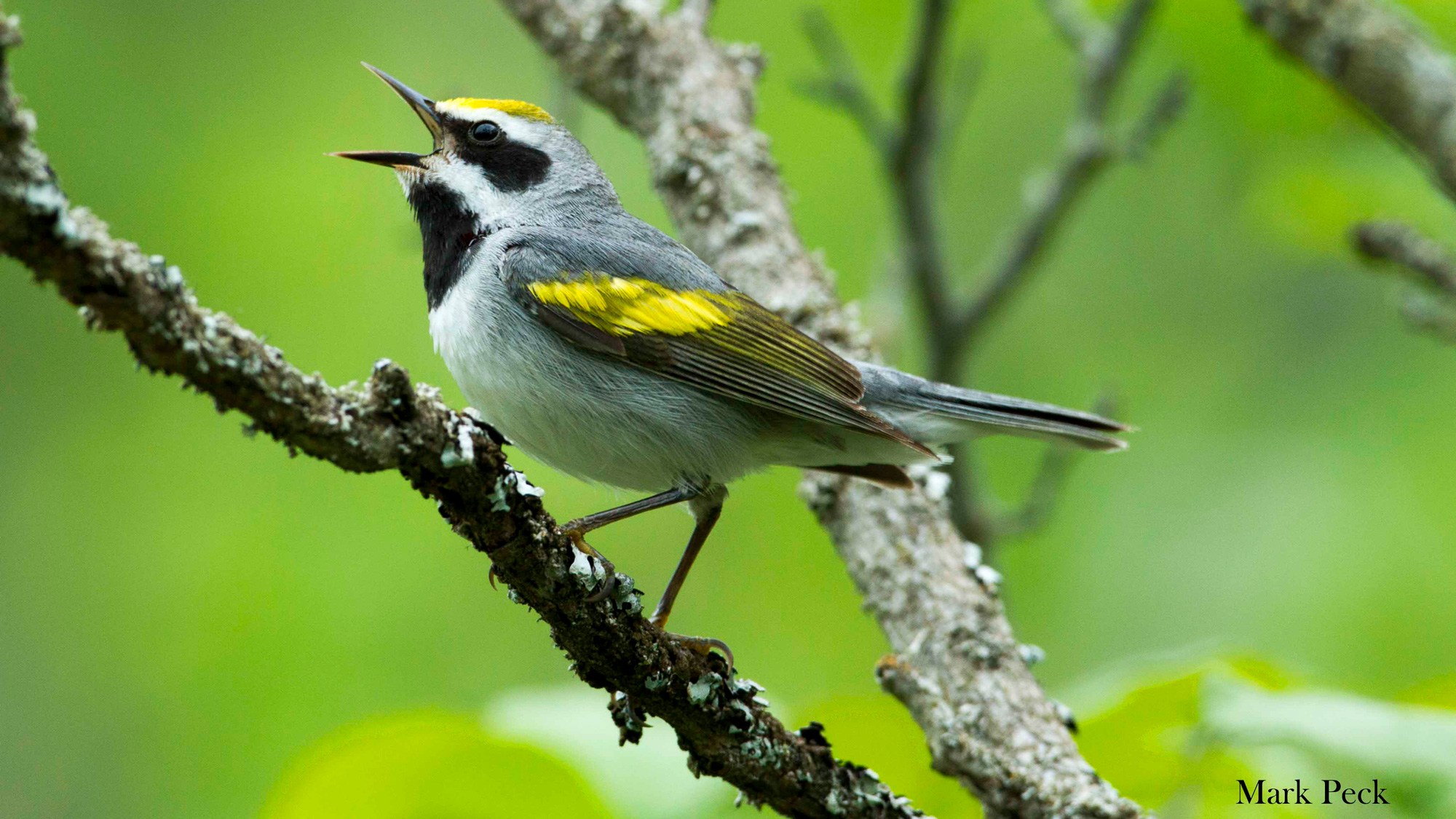 Golden-winged warbler. Photo © Mark Peck