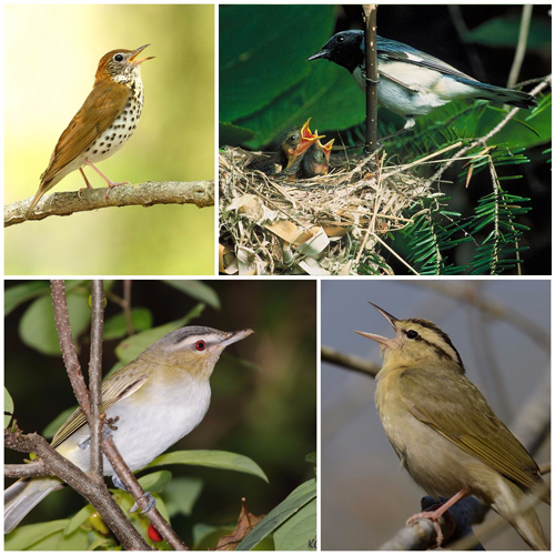 Mature forest nesters: wood thrush (MJ Kilpatrick), black throated blue warbler (Steve Maslowski, USFWS / Flickr CC license), red-eyed vireo (Kelly Colgan Azar / Flickr CC license), worm eating warbler (MJ Kilpatrick)