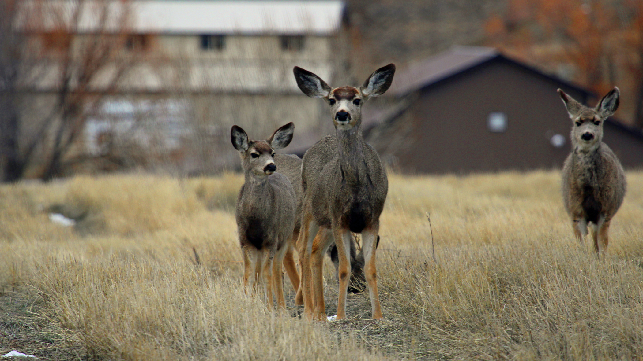 Mule deer in Boise. Photo © Matt Miller