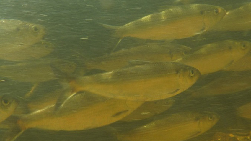School of alewives. Photo courtesy of Connecticut Department of Energy and Environmental Protection
