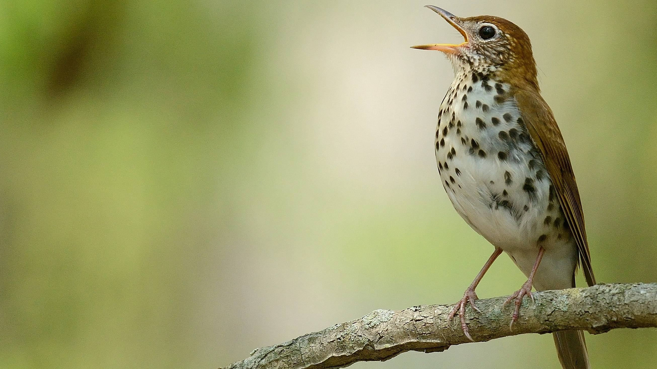 Wood thrush. Photo © MJ Kilpatrick