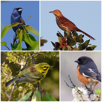 Young forest nesters: blue grosbeak (MJ Kilpatrick), brown thrasher (Kenneth Cole Schneider /Flickr CC license), prairie warbler (MJ Kilpatrick) and eastern towhee (Ellen DeCarlo / Flickr CC license)