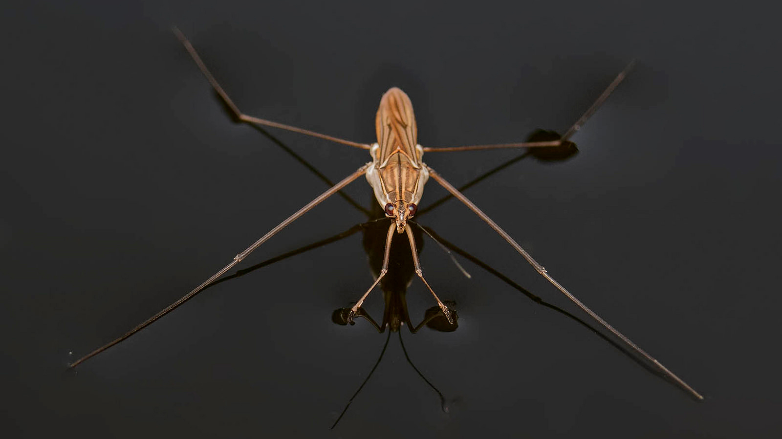 7 Cool Facts About Water Striders Cool Green Science