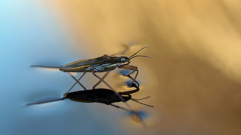 surface tension water strider