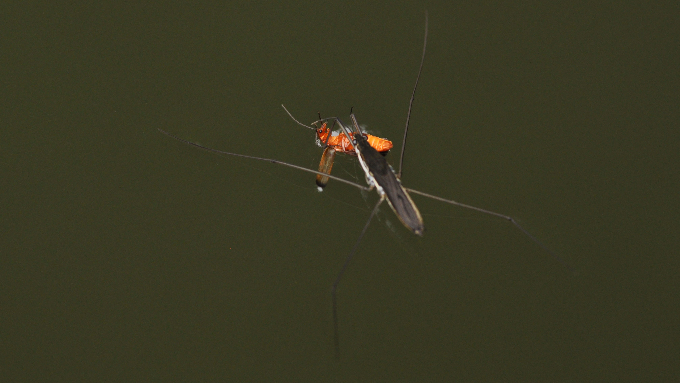 7 Cool Facts About Water Striders - Cool Green Science