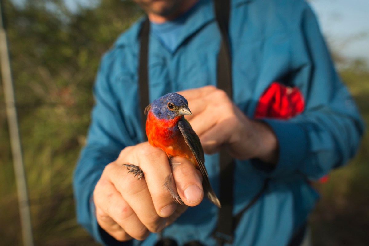 scientists handing a small, colorful bird