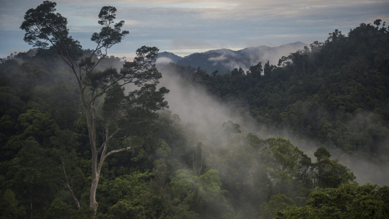 Mist over East Kalimantan, Indonesia. Photo © The Nature Conservancy (Nick Hall)