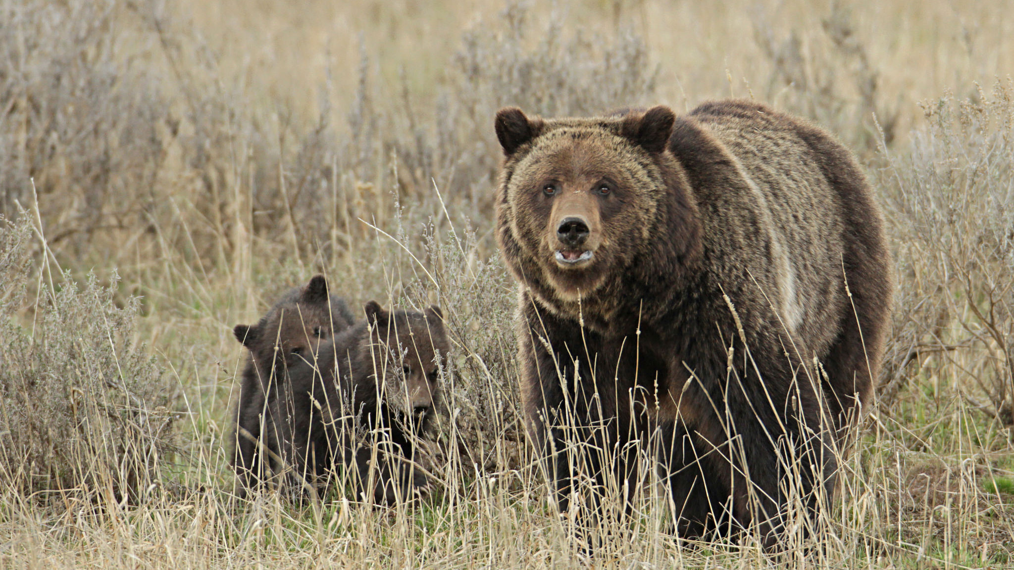 The Ultimate Guide to Yellowstone Wildlife Viewing - Cool Green