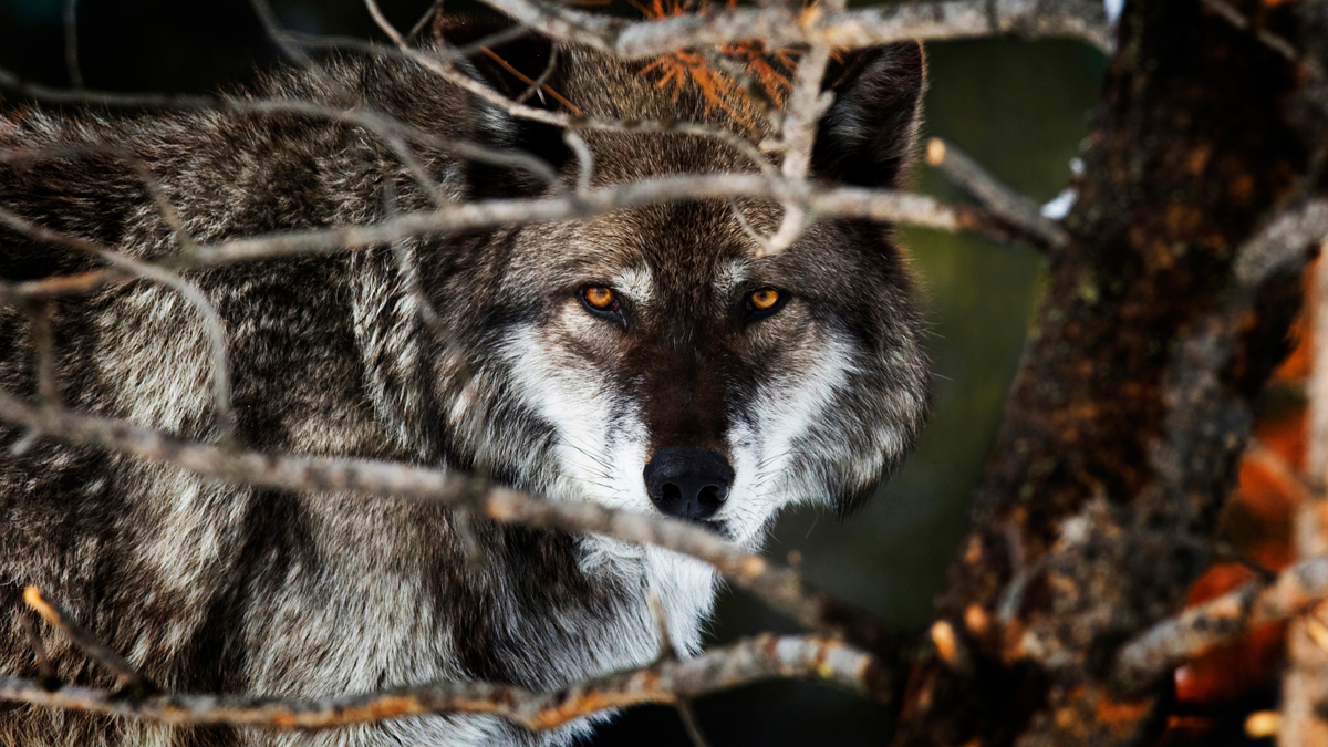 Tips for Seeing Wolves and Bears in Yellowstone