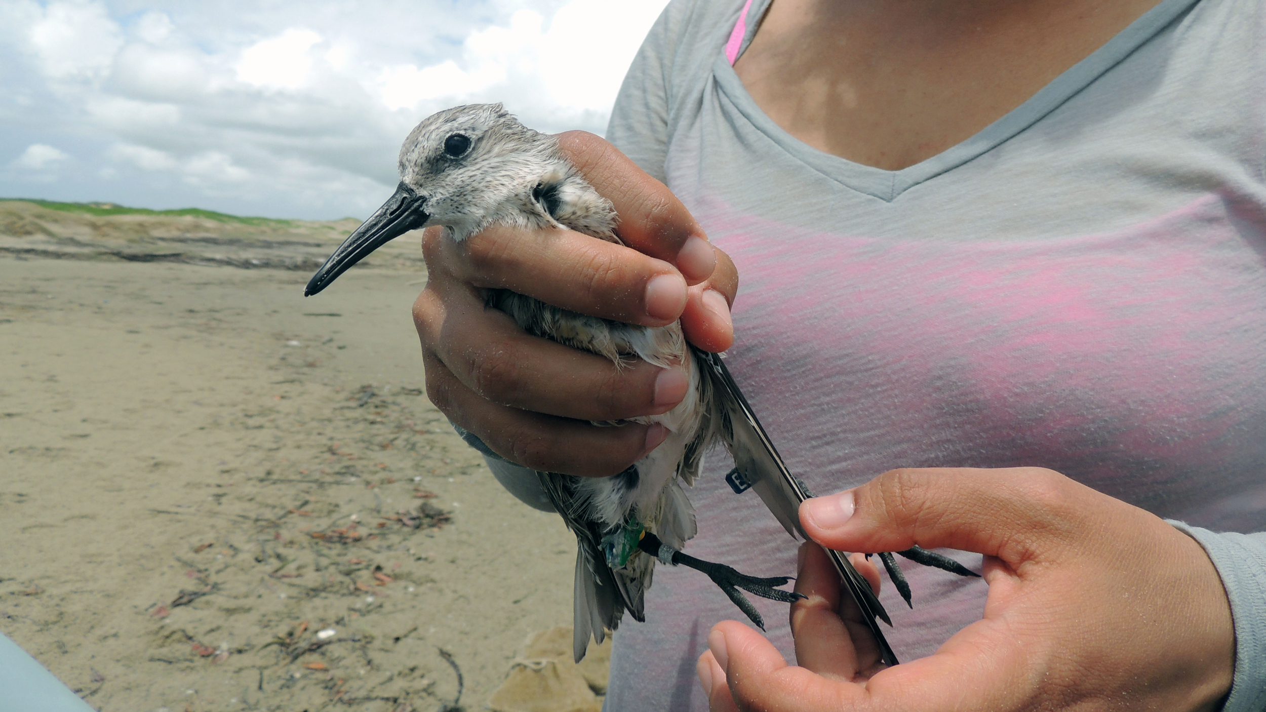For Migratory Red Knots, It’s a Small World After All Cool Green Science