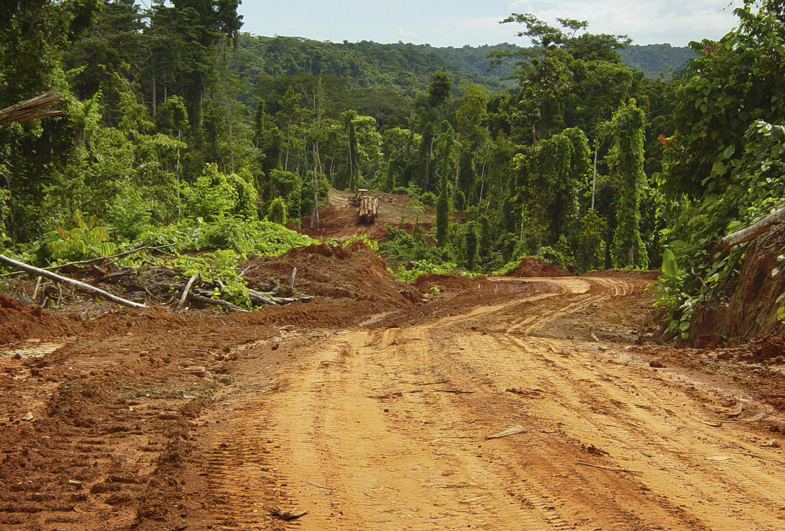 Logging Threatens Reef Fish Nurseries in the Solomon Islands