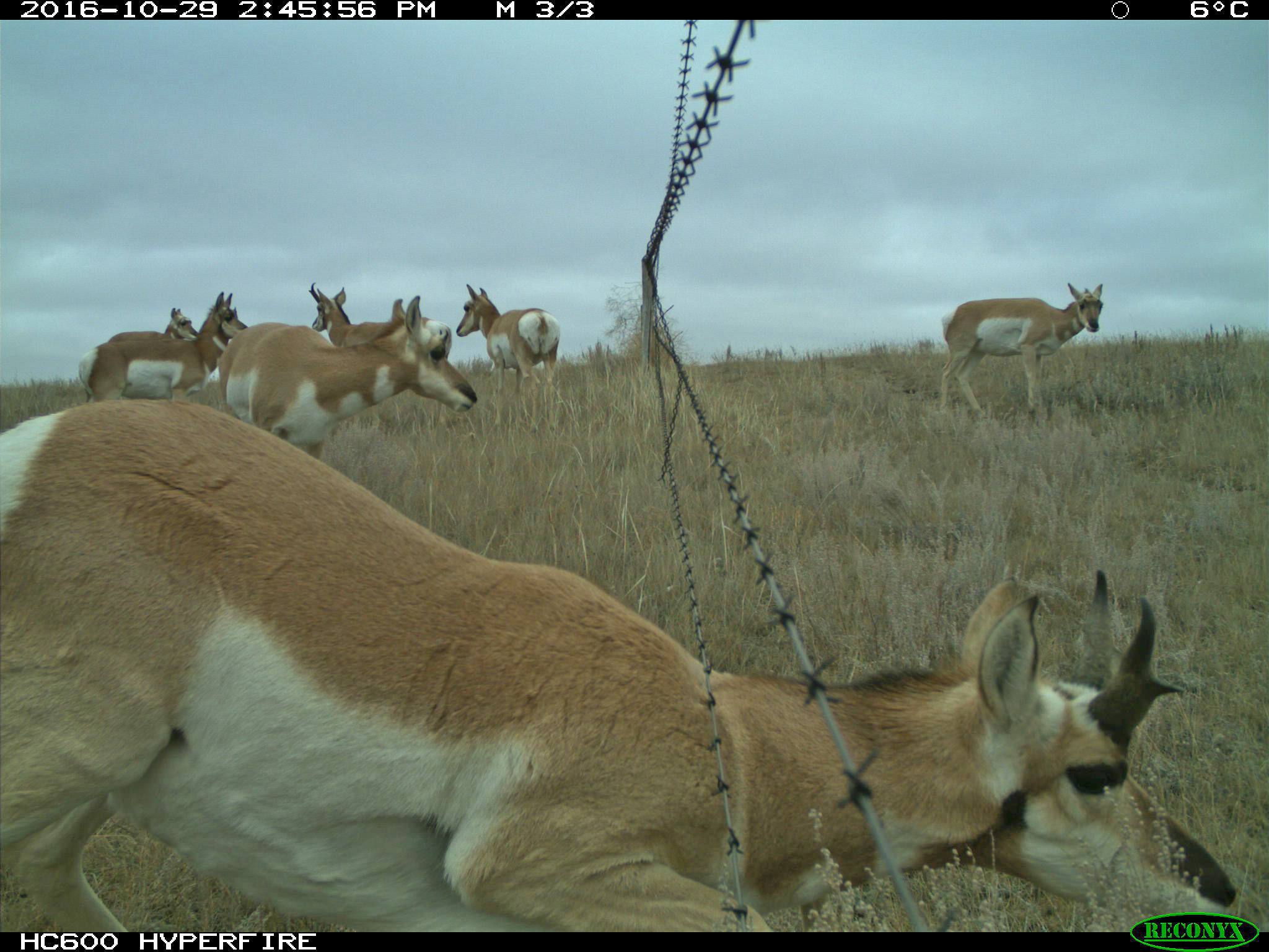 1 pronghorn Crossing Under too low How Can the Pronghorn Cross the Fence?