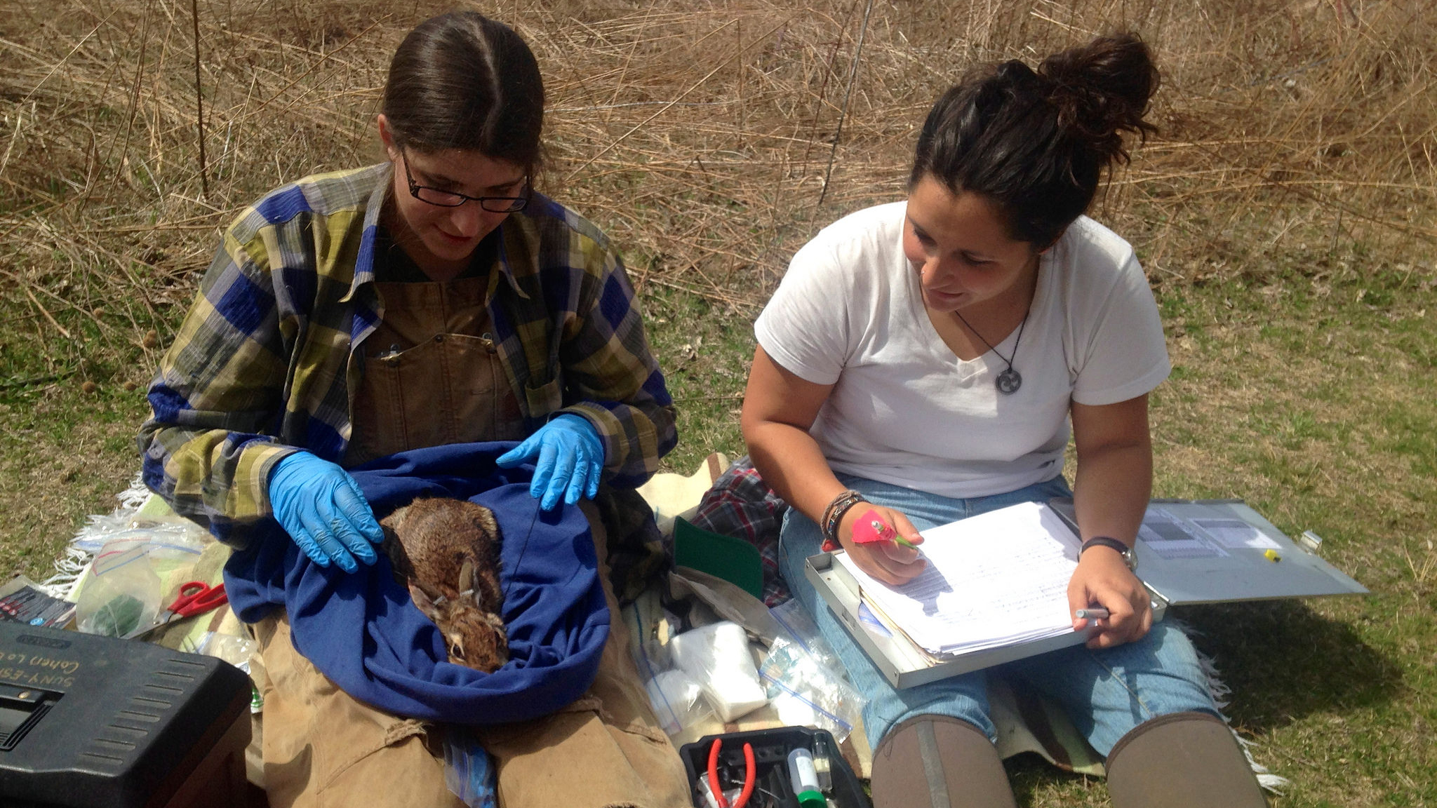 Recovery: Second Chance for Yankee Cottontails - Cool Green Science