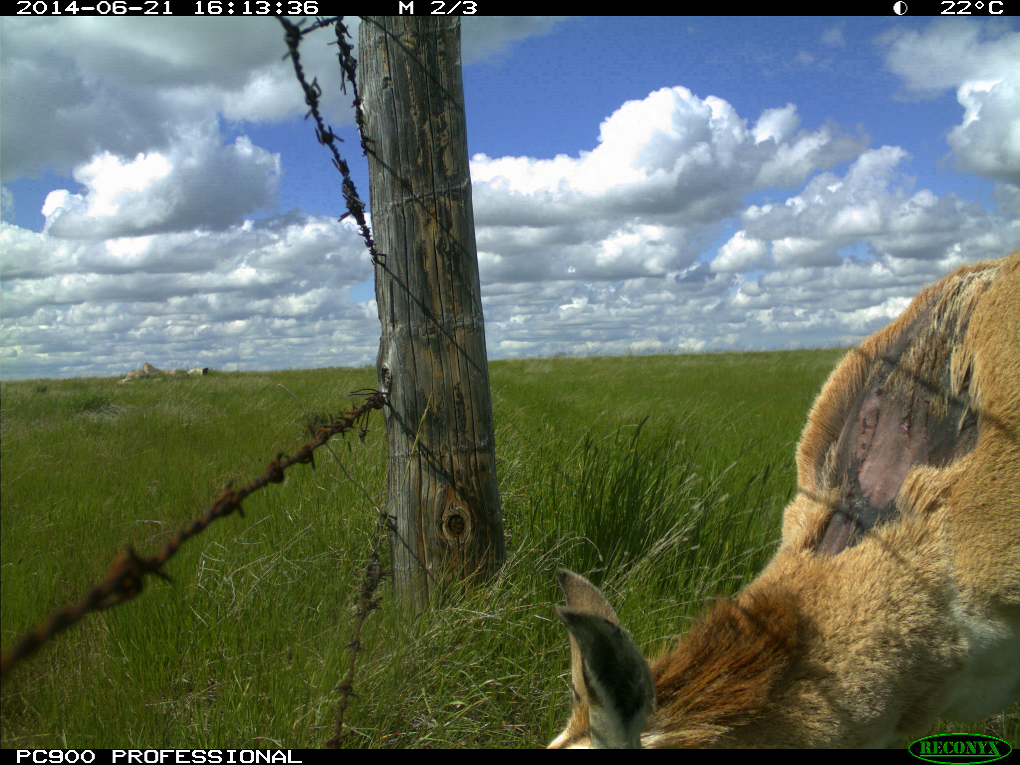 2 Pronghorn hair loss and cuts How Can the Pronghorn Cross the Fence?