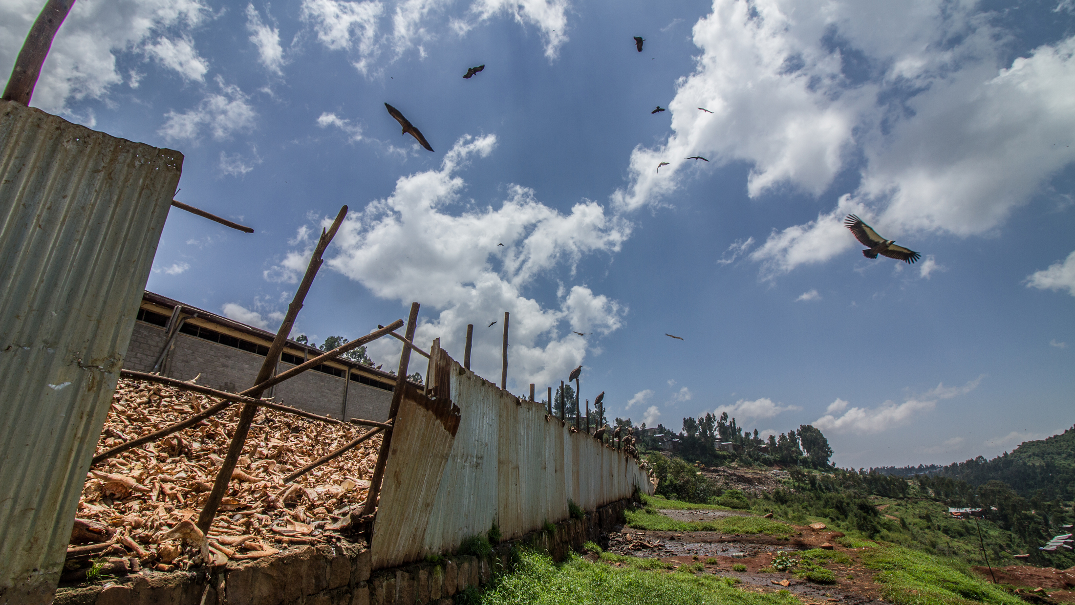 Vultures in crisis: poachers and poison threaten nature's garbage