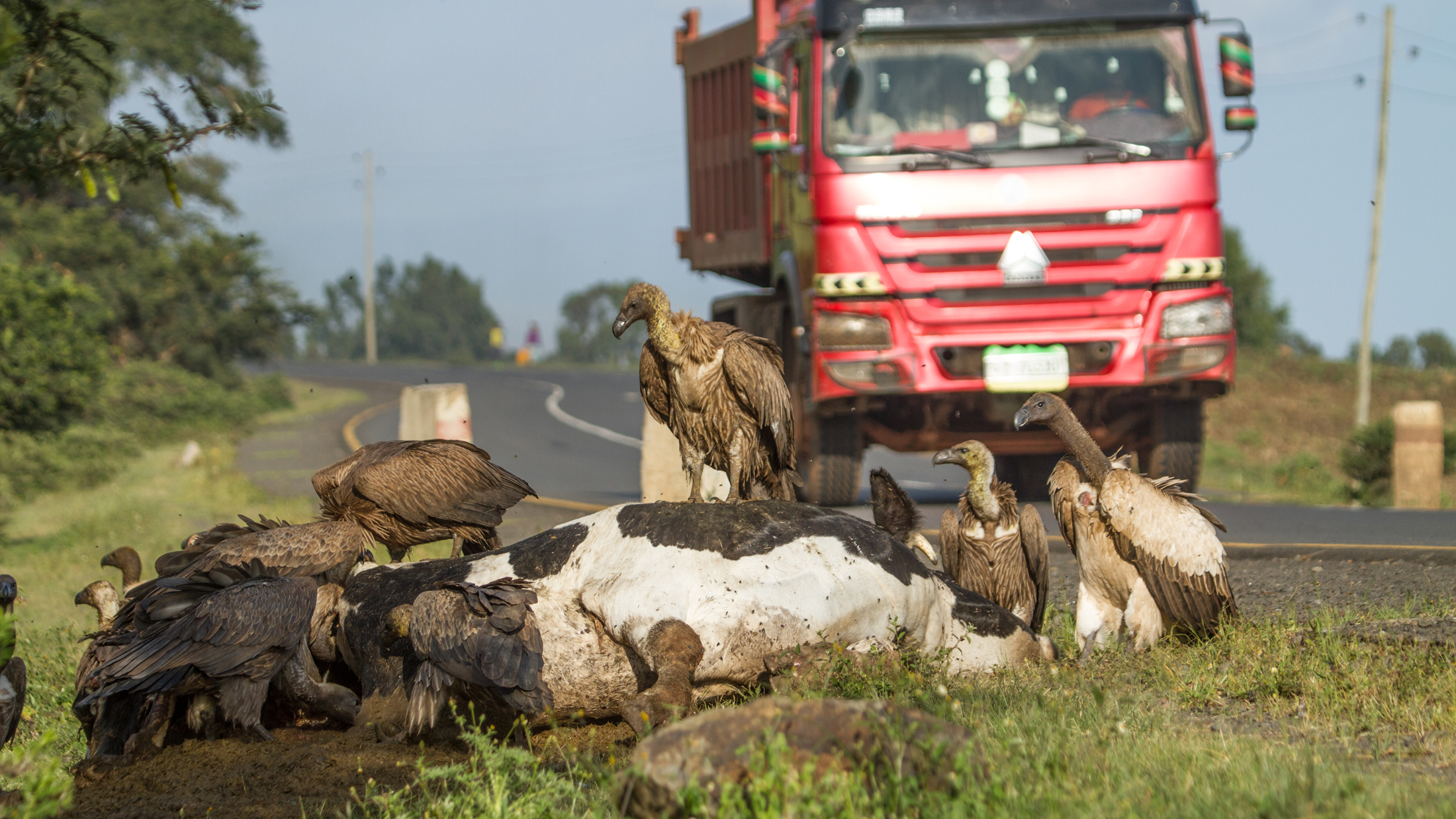 Vultures in crisis: poachers and poison threaten nature's garbage disposers