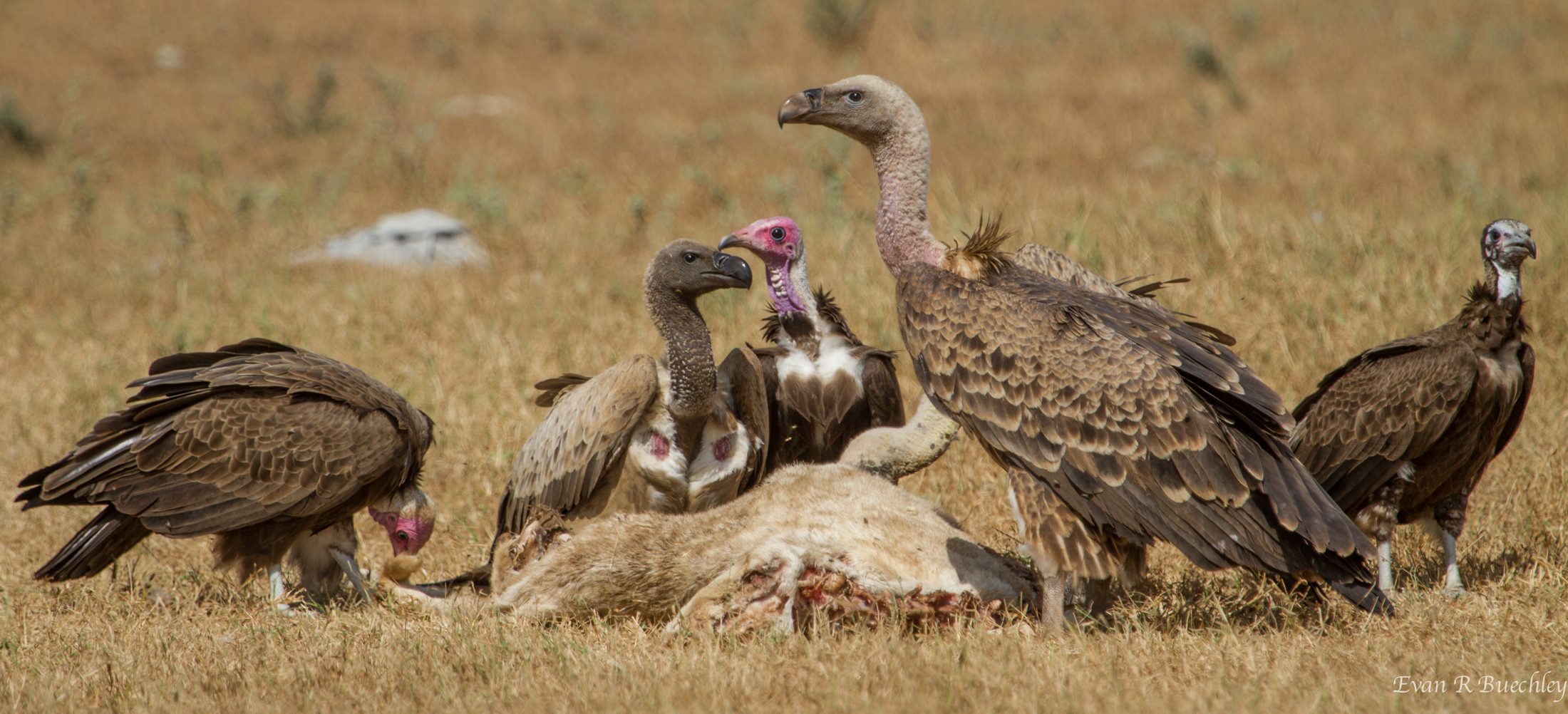 vultures eating people