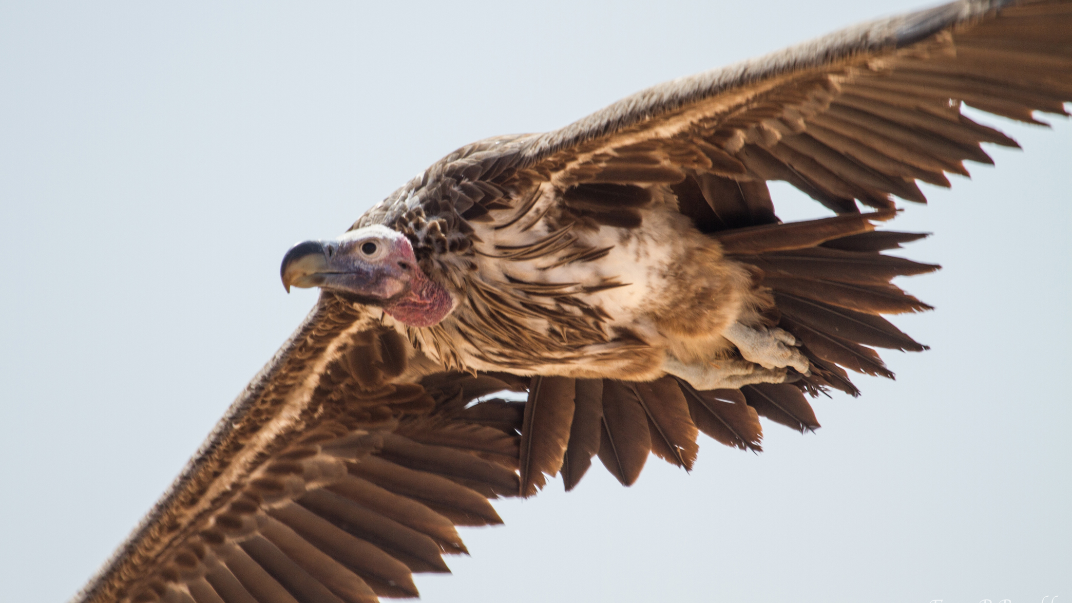 vultures eating people